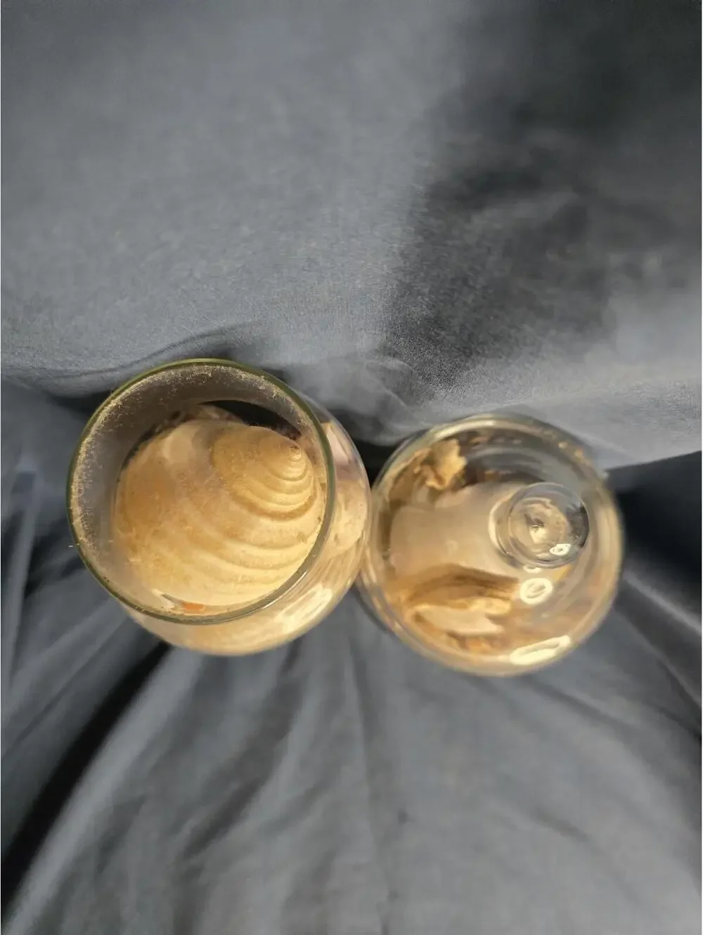 Set of 2 Decorative GlassJars Filled with Natural Seashells and Dried Botanicals